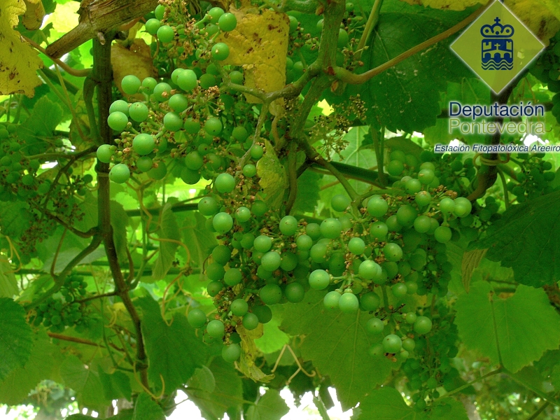 Vid - Grapevine - Vide >> Racimos mostrando un cuajado deficiente de la uva.jpg